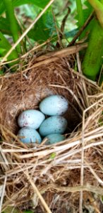 Nest, Bird Nest, Egg, Bird photo