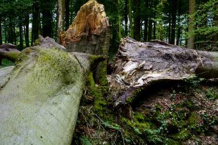 Tree, Woody Plant, Rock, Woodland