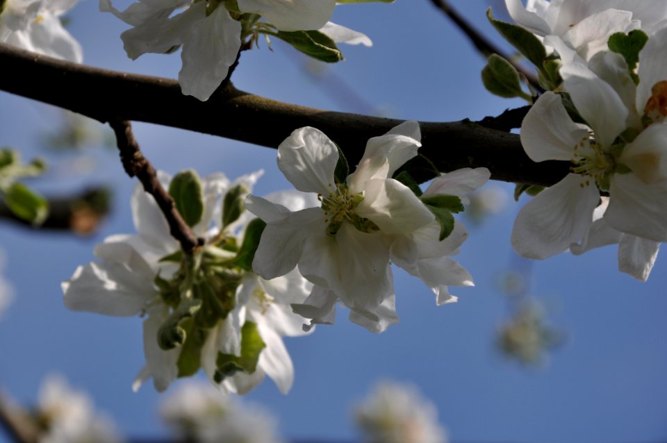 Branch, Blossom, Spring, Twig photo