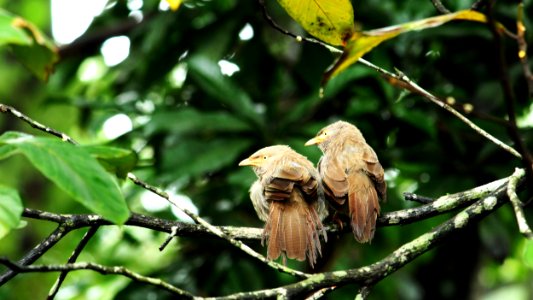 Bird, Fauna, Beak, Branch photo