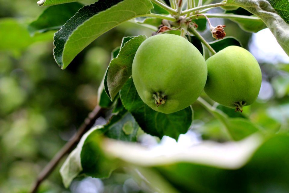 Fruit Tree, Fruit, Apple, Branch