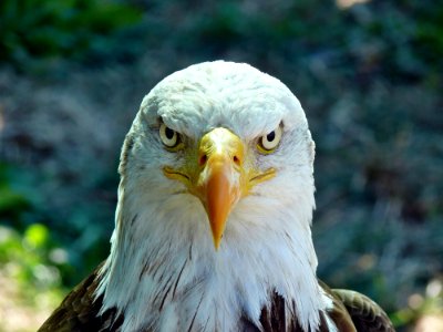Bird, Beak, Bird Of Prey, Eagle