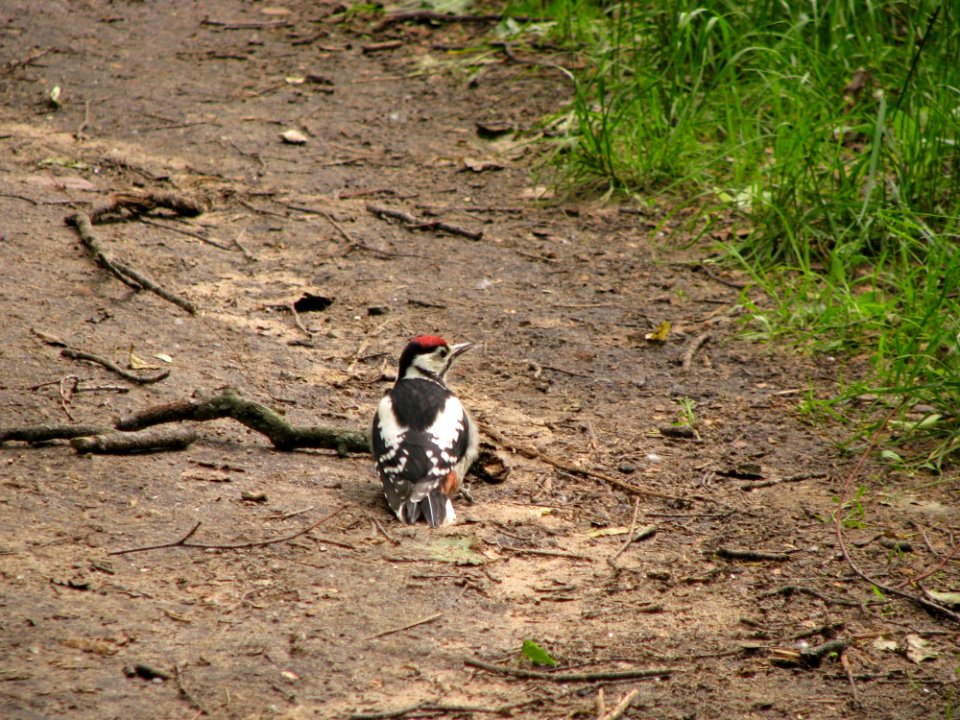 Bird, Fauna, Soil, Path
