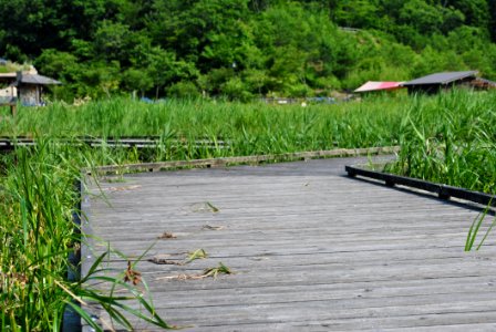 Wetland, Vegetation, Nature Reserve, Plant