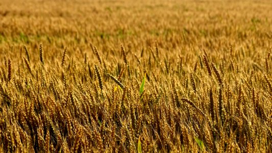 Field, Crop, Wheat, Food Grain photo
