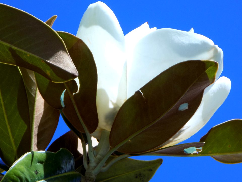 Plant, Flower, Leaf, Flora