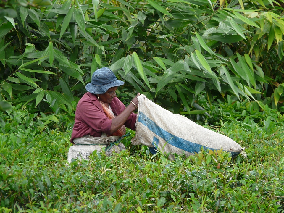 Plantation green tea bushes