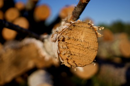 Close Up, Macro Photography, Wood, Tree photo