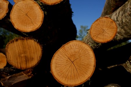 Wood, Tree, Trunk, Lumber photo