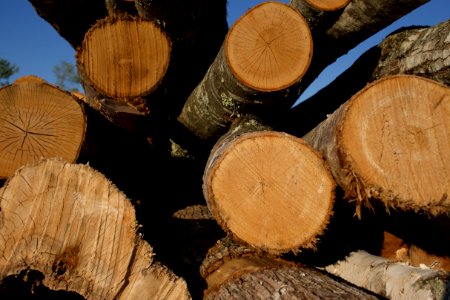 Wood, Lumber, Trunk, Tree photo
