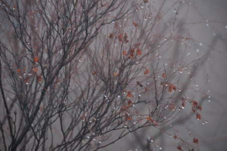 Branch, Tree, Winter, Freezing photo