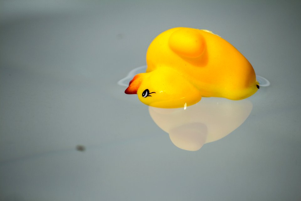 Yellow, Close Up, Macro Photography, Water Bird