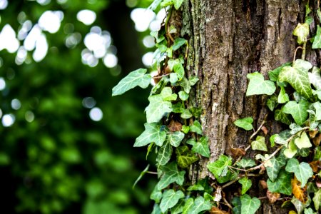 Leaf, Vegetation, Flora, Plant photo