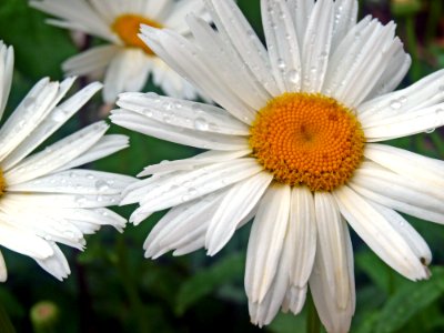 Flower, Oxeye Daisy, Plant, Flora photo