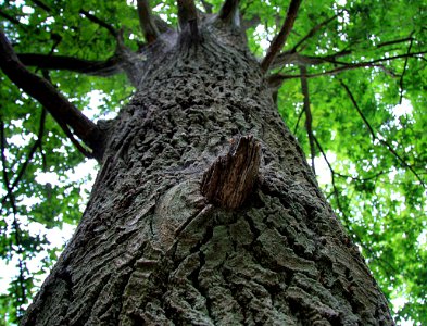 Tree, Woody Plant, Trunk, Branch