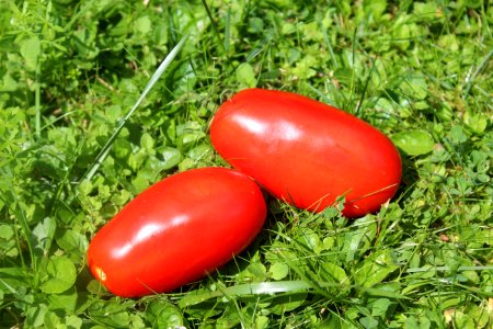 Natural Foods, Plum Tomato, Vegetable, Tomato