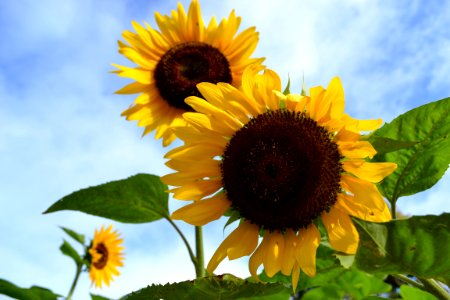 Sunflower, Flower, Sky, Sunflower Seed photo