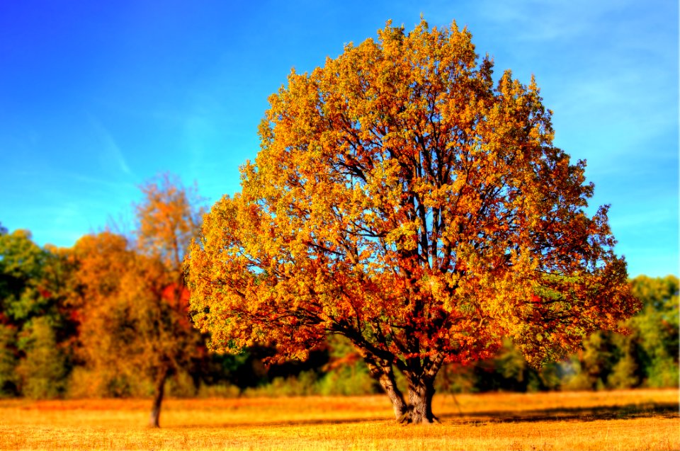 Tree, Nature, Sky, Woody Plant