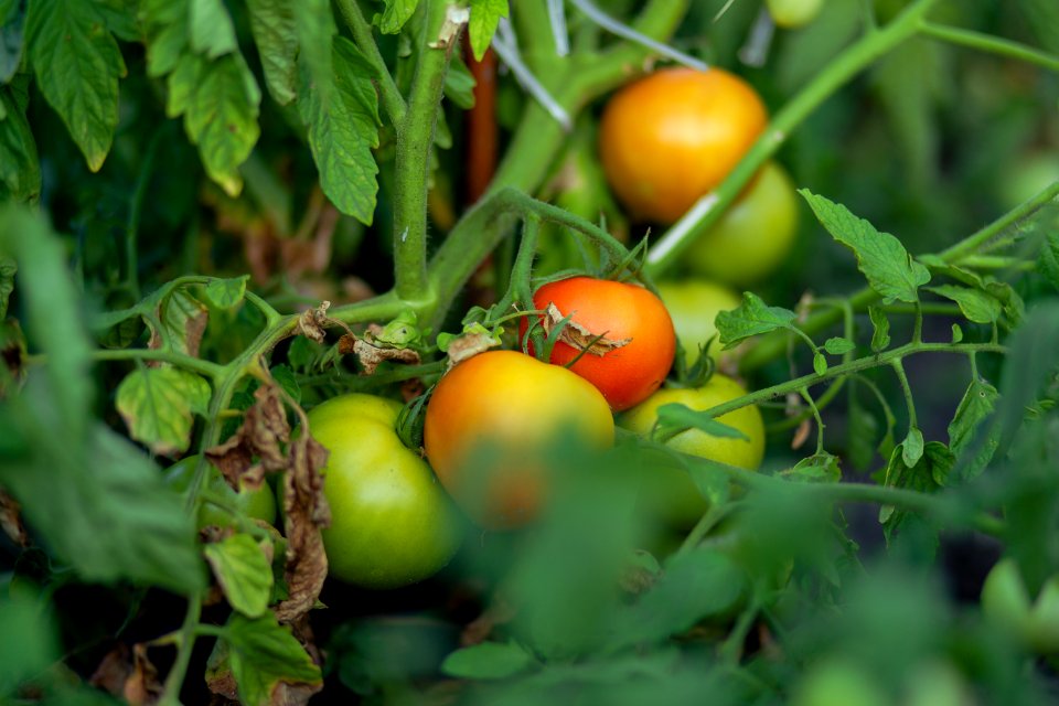 Natural Foods, Local Food, Vegetable, Tomato