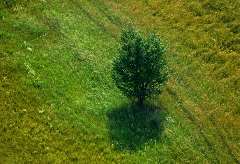 Vegetation, Ecosystem, Nature Reserve, Grassland