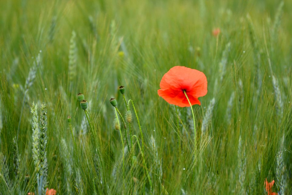 Ecosystem, Field, Vegetation, Grass