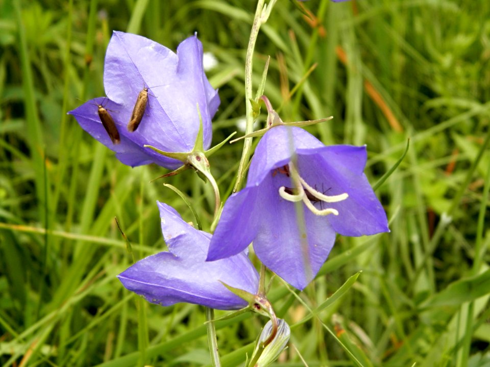 Flower, Plant, Flora, Harebell