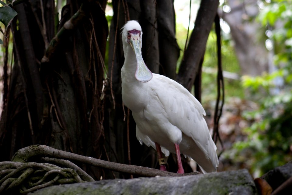 Bird, Beak, Fauna, Stork photo