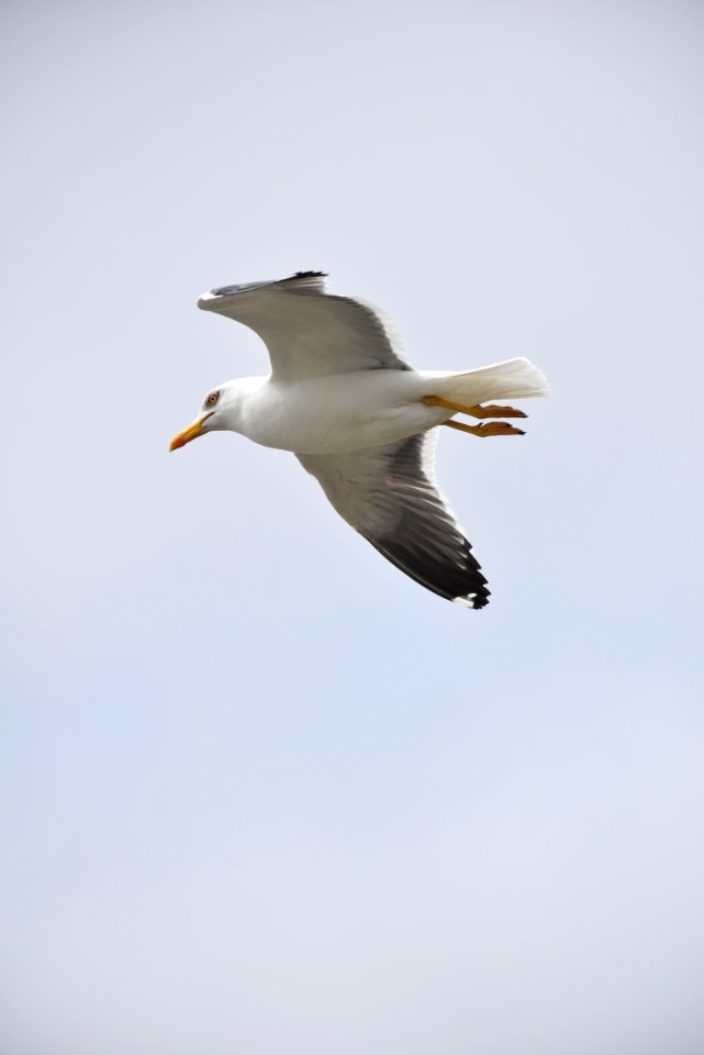Bird, Seabird, Gull, Beak