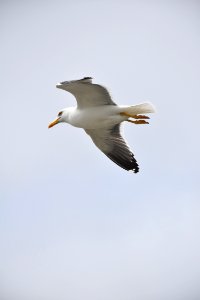 Bird, Seabird, Gull, Beak photo