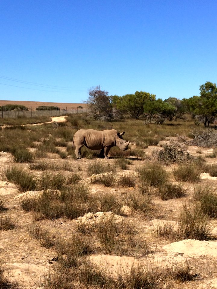 Ecosystem, Wilderness, Shrubland, Grassland photo