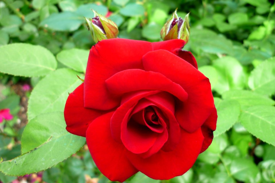 Rose, Flower, Rose Family, Floribunda