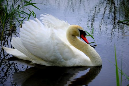 Bird, Swan, Water, Water Bird
