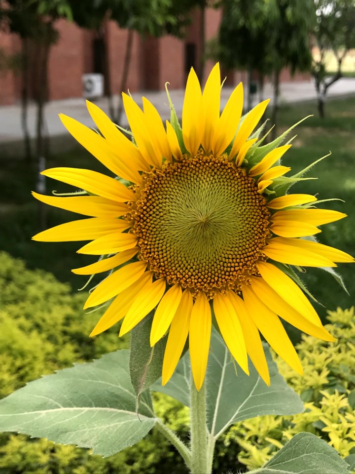 Flower, Sunflower, Plant, Yellow