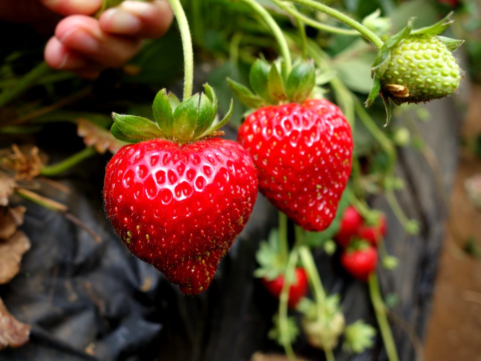 Strawberry, Strawberries, Natural Foods, Fruit