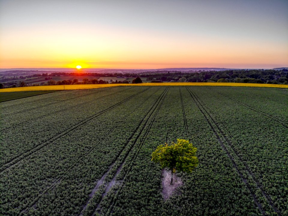 Field, Horizon, Sky, Dawn