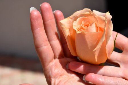 Rose, Rose Family, Flower, Close Up