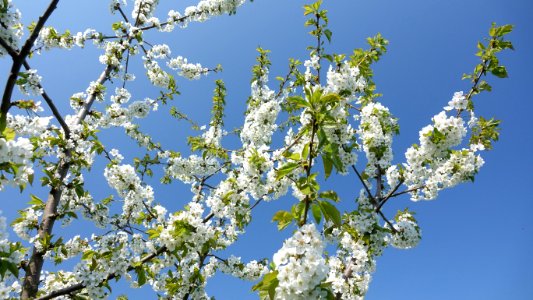 Branch, Blossom, Sky, Spring photo