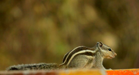 Squirrel, Chipmunk, Fauna, Mammal photo