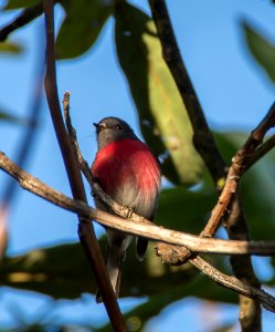 Bird, Fauna, Beak, Branch photo