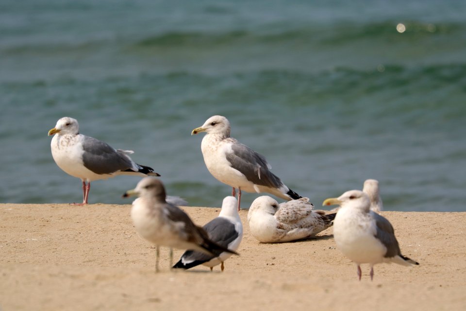 Bird, Gull, Seabird, Shore