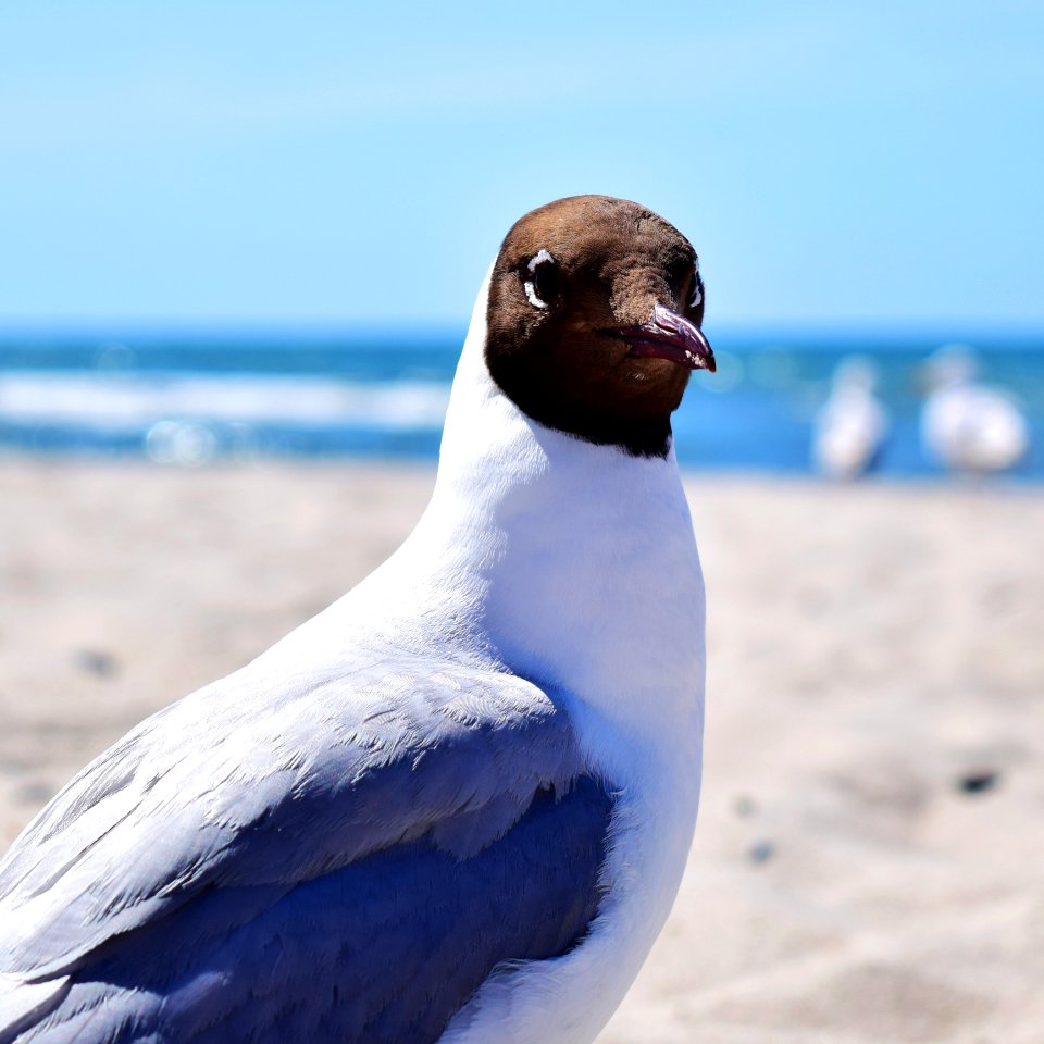 Bird, Fauna, Beak, Seabird