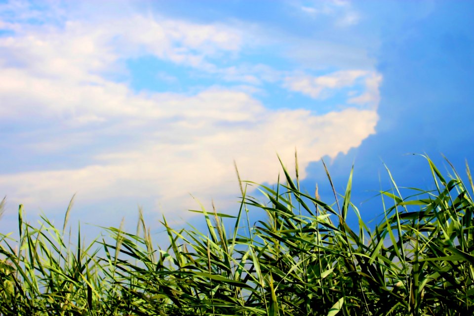 Sky, Field, Crop, Vegetation