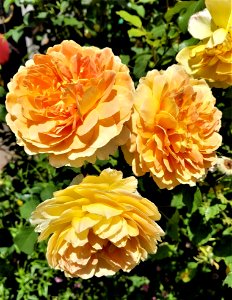 Flower, Rose, Rose Family, Yellow