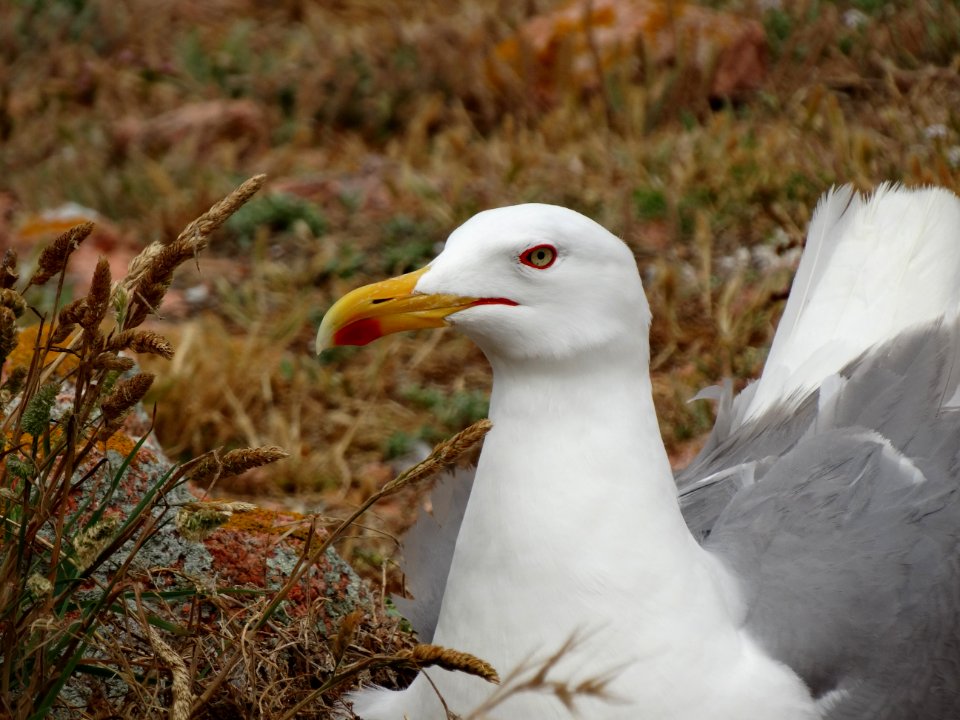 Bird, Gull, Seabird, Beak photo