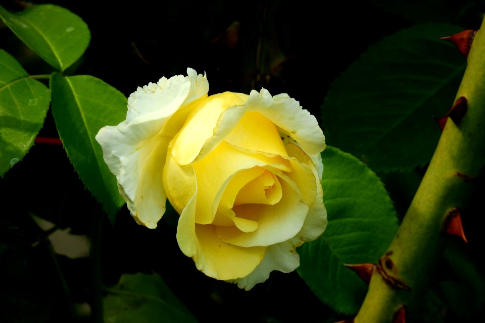 Flower, Yellow, Rose Family, Plant