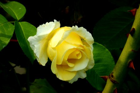 Flower, Yellow, Rose Family, Plant