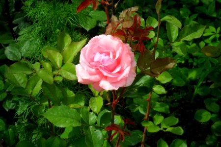 Rose, Flower, Rose Family, Plant