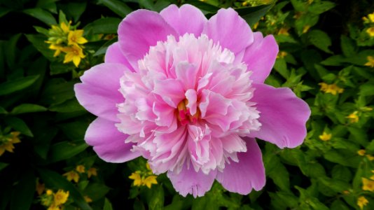 Flower, Plant, Flowering Plant, Peony photo