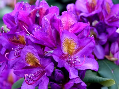 Flower, Plant, Flowering Plant, Purple photo