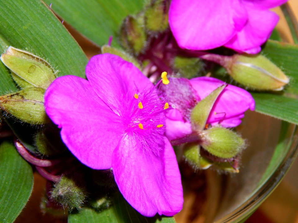 Flower, Flora, Plant, Purple